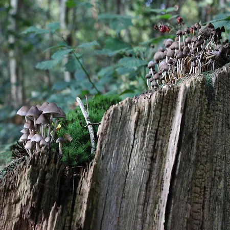 In Near Veluwe Nature, Cleaning Included * Voorthuizen